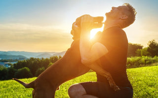 Dog and a Man playing on a grass field during sunrise