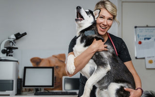 Happy vet hugs a Siberian Husky during an exam.