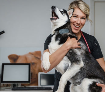 Happy vet hugs a Siberian Husky during an exam.