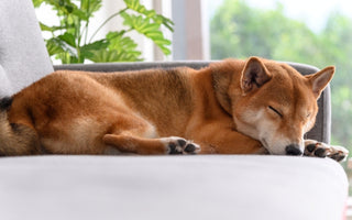 Is Your Puppy Sleeping Too Much