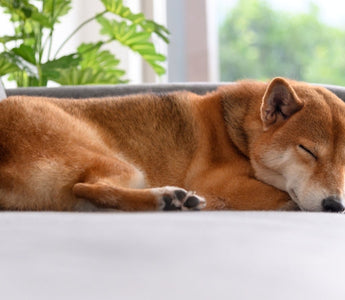 A Shiba Inu dog naps peacefully on a light gray couch.