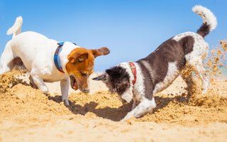 How to Stop Your Dog from Digging in the Yard
