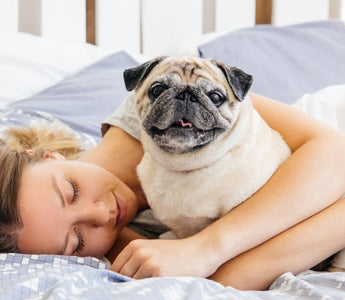 Woman sleeping peacefully in bed with her pug dog