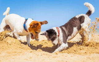 Two dogs playfully digging in the sand at the beach.