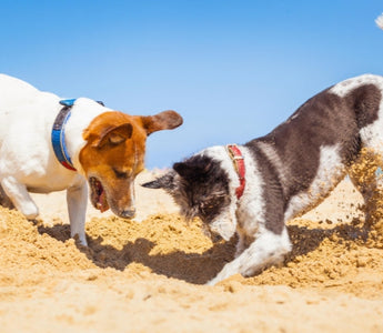 Two dogs playfully digging in the sand at the beach.