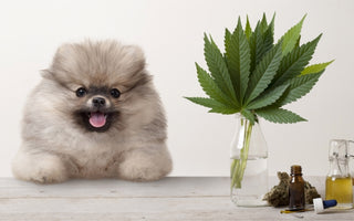 Is CBD Safe for Pets?