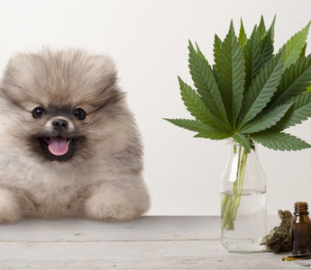 Is CBD Safe for Pets?