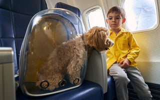 Boy on airplane with small dog in pet carrier