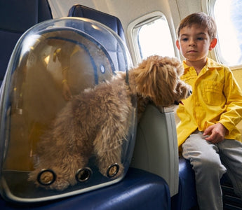 Boy on airplane with small dog in pet carrier