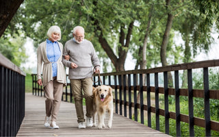 The Role of Exercise in Your Dog's Mental Health