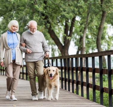 The Role of Exercise in Your Dog's Mental Health