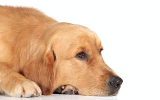 Do dogs get bored if left alone all day ?