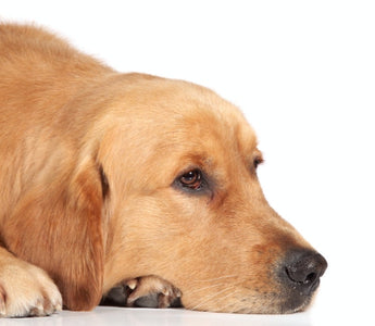 Do dogs get bored if left alone all day ?