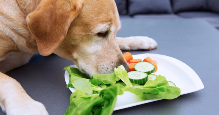 Happy Tummy, Happy Pup: Simple Ways to Increase Fiber in Your Dog's Diet
