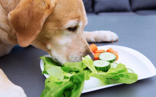 Golden retriever dog enjoying a healthy salad of lettuce, carrots, and cucumber.