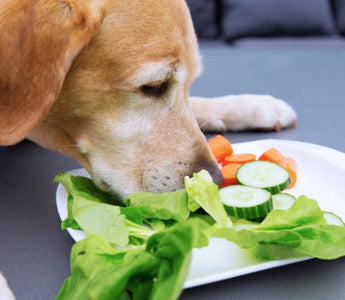 Golden retriever dog enjoying a healthy salad of lettuce, carrots, and cucumber.