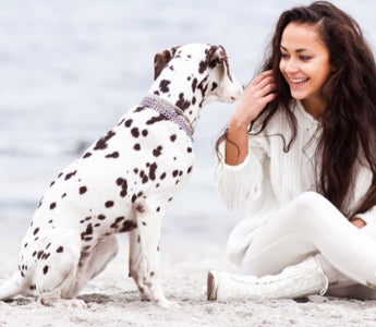 Dalmatian dog and woman on beach, exploring canine emotional understanding.