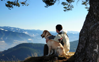 Dog Travel Tips: Ensuring Safe, Fun Outings & Journeys
