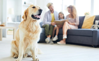 Caring for your Pet during a Pandemic