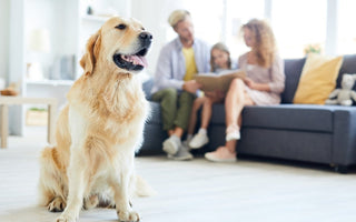 Golden Retriever dog sits in a family living room