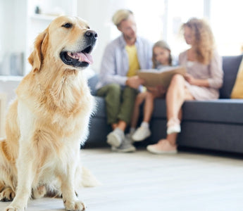 Golden Retriever dog sits in a family living room