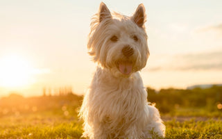 Dogs at Risk of Heat Stroke & How to Keep Them Safe