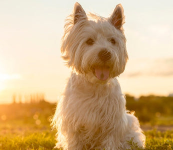 West Highland White Terrier sitting in grass at sunset