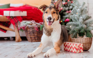 7 Christmas Safety Tips for Pets