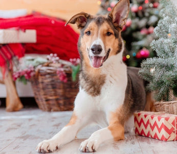 Happy dog lying near Christmas tree and presents