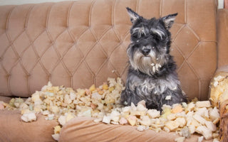 Miniature Schnauzer dog sitting amidst shredded couch stuffing
