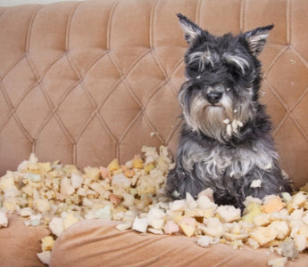 Miniature Schnauzer dog sitting amidst shredded couch stuffing