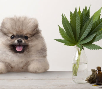 Adorable Pomeranian puppy with CBD oil and hemp leaves