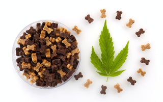 Everything you need to know about CBD for Pets