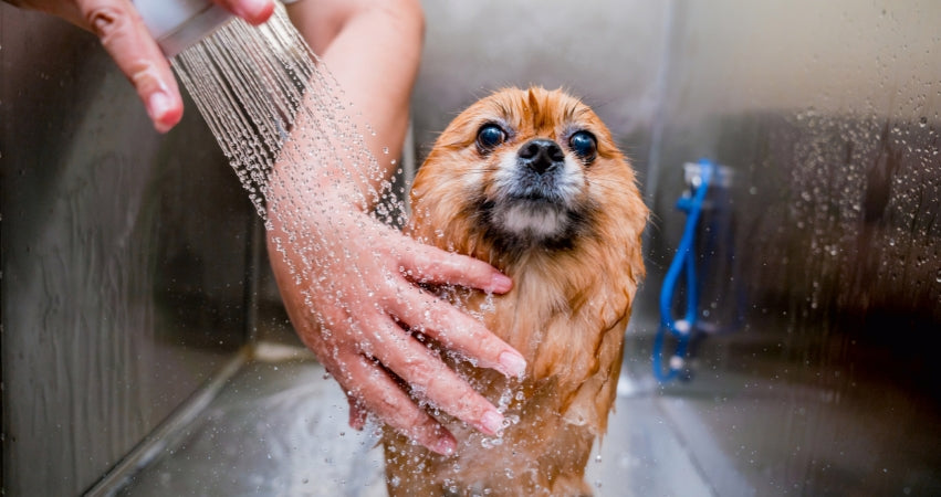 How to Bathe Your Dog – Nurture Your Pet