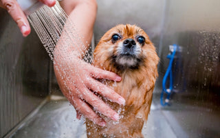 How to Bathe Your Dog