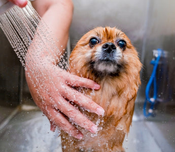 How to Bathe Your Dog