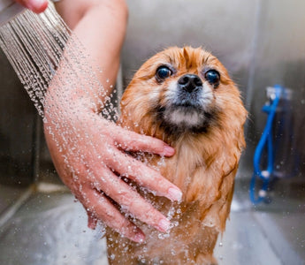 A Pomeranian dog being bathed in a pet grooming salon.