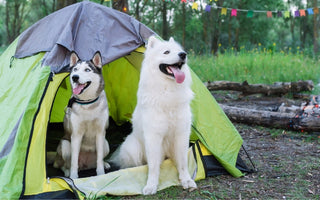 How to Prepare for a Camping Trip With your Dogs