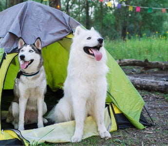Two dogs, a Siberian Husky and a Samoyed, relax inside a green camping tent.