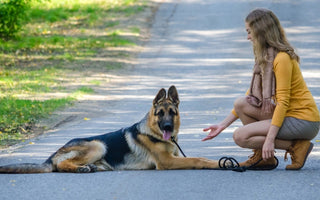 Reasons Why Dogs Become Protective of Their Owner