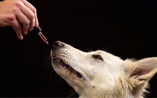 Home Remedies for Minor Dog Ailments