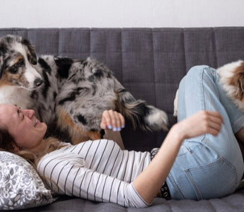 Woman relaxing on couch with two Australian Shepherd dogs