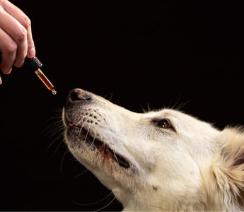 Person administering CBD oil to a White Swiss Shepherd dog.