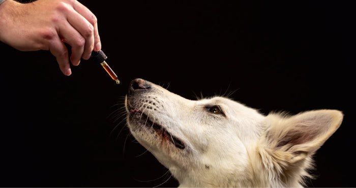 Home Remedies for Minor Dog Ailments