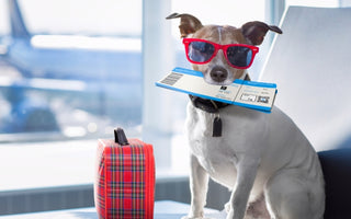 5 Essential tips for flying with your Pet