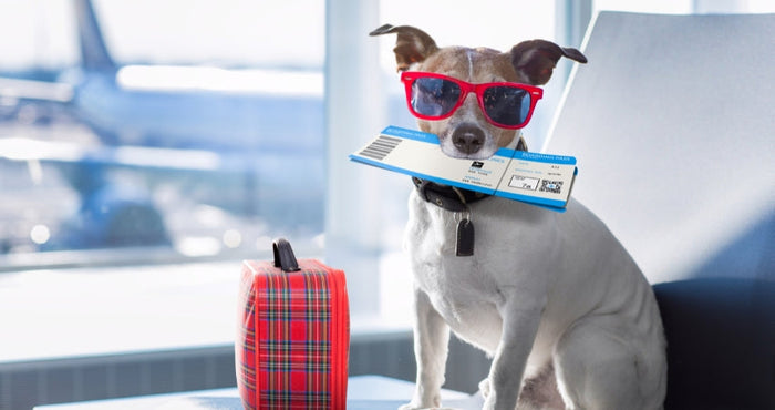 Flying with Your Pet: 5 Essential Tips for First-Time Travelers