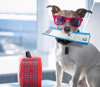Dog wearing sunglasses holds airline boarding pass at airport