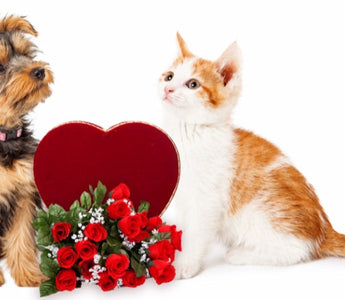 Yorkshire terrier puppy and orange kitten sit beside a heart-shaped box of roses.