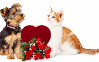 6 Fun ways to Spend Valentine's Day with your Pets