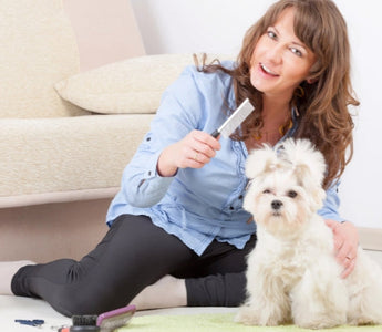 Woman grooming her fluffy white Maltese dog at home